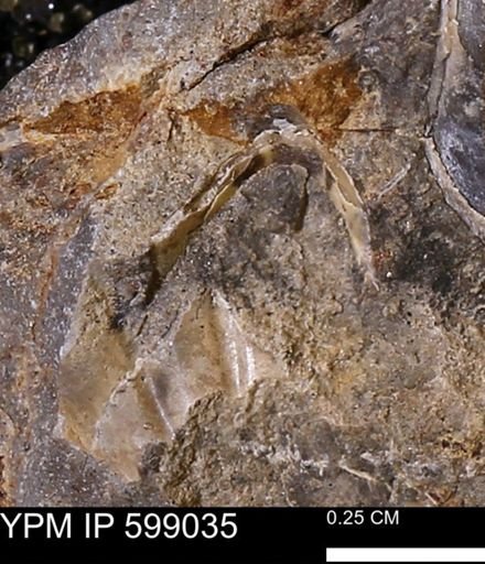Hoploscaphites sp.