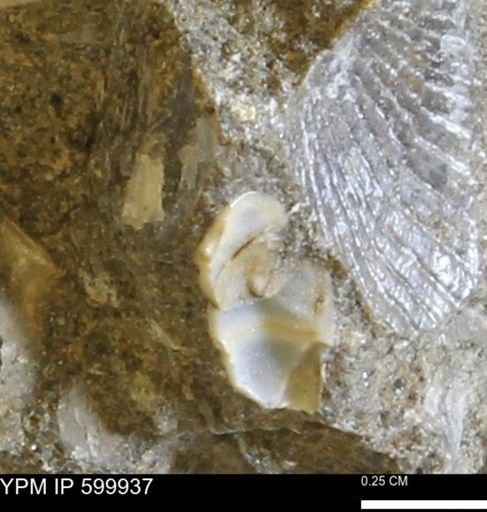 Protocardia subquadrata