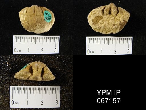 Schizophoria impressa