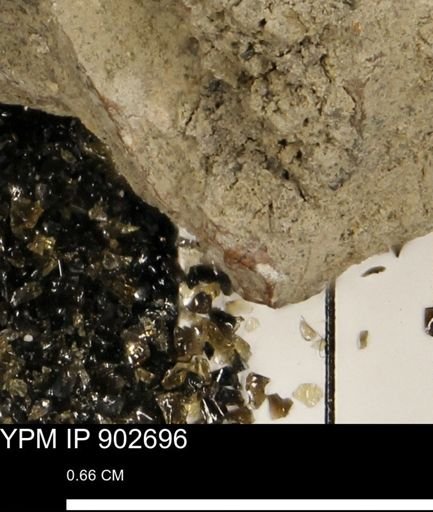 undet. Mollusca