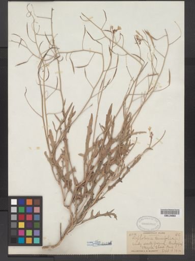 Diplotaxis tenuifolia