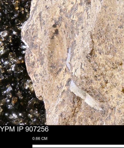 undet. Mollusca