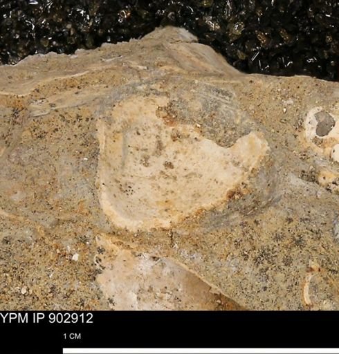 undet. Bivalvia