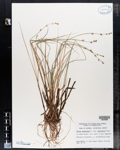 Carex canescens disjuncta