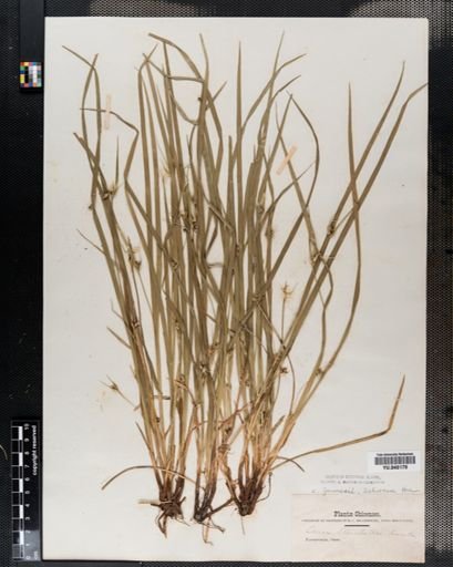Carex jamesii