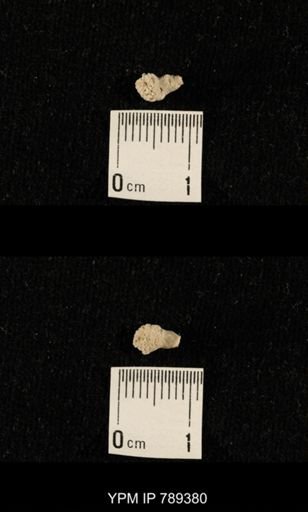 undet. Bryozoa