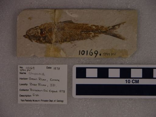 Clupeoidei