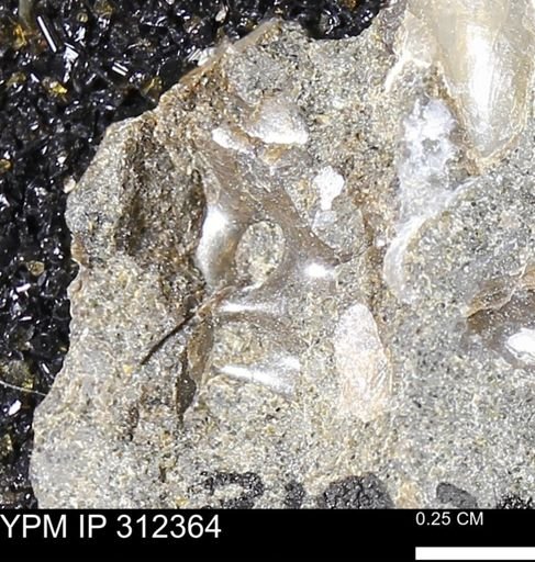 undet. Mollusca