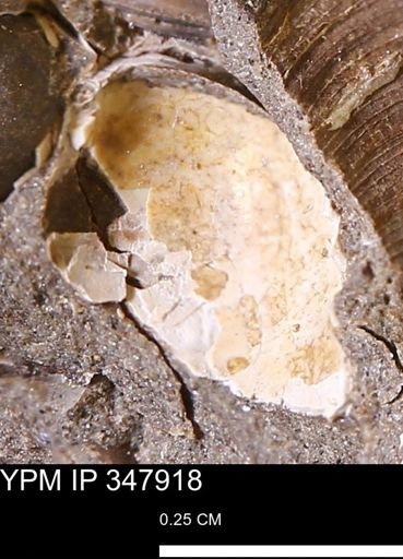undet. Bivalvia