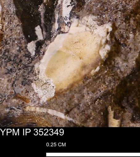 undet. Mollusca