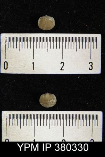 Rhipidomella hybrida