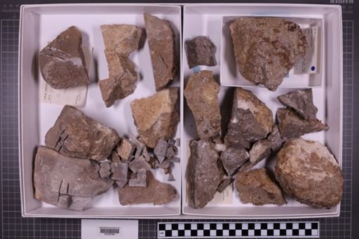 mixed taxa, stratigraphic collection