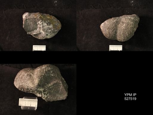 Pustula pyxidiformis
