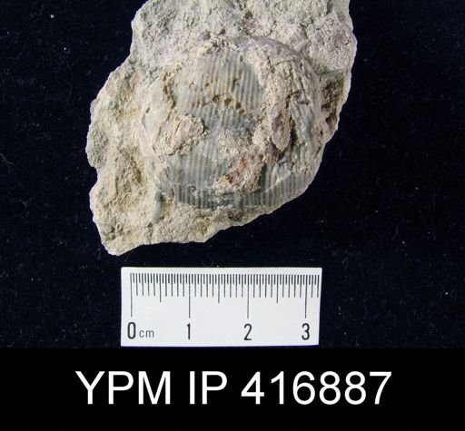 Dictyoclostus?