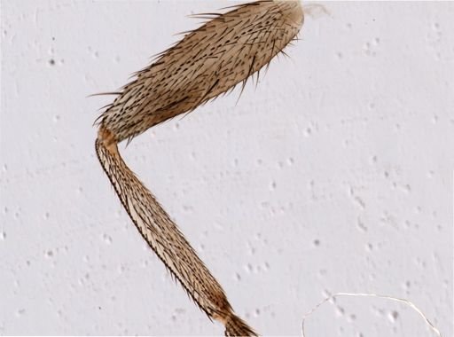 Glossina palpalis