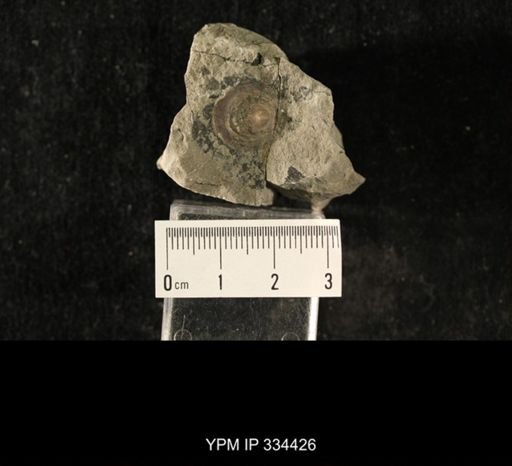 Orbiculoidea telleri