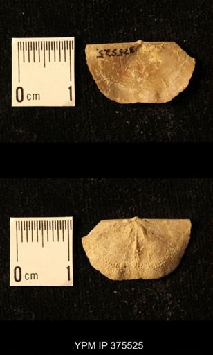 Chonetes granulifer transversalis