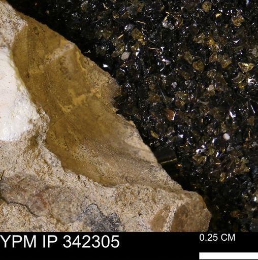 undet. Mollusca