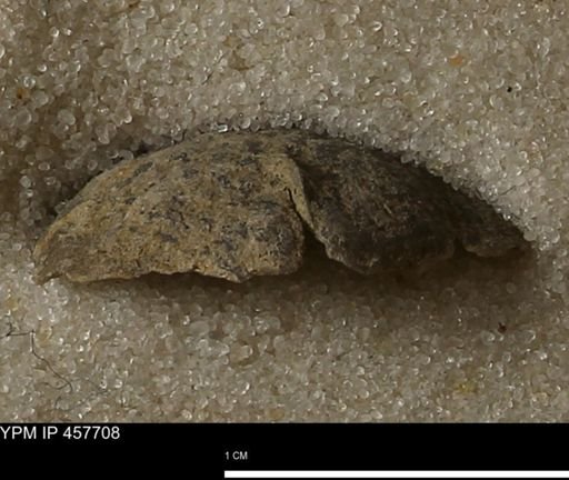 Helaspis sp.
