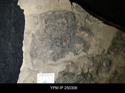 Dolichopterus?
