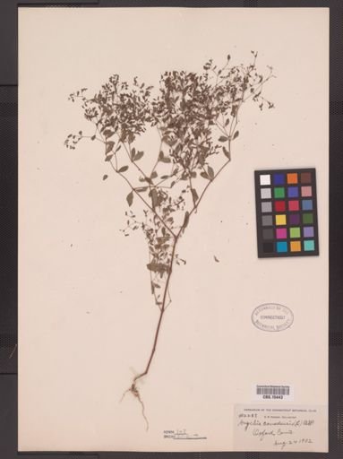 Paronychia canadensis