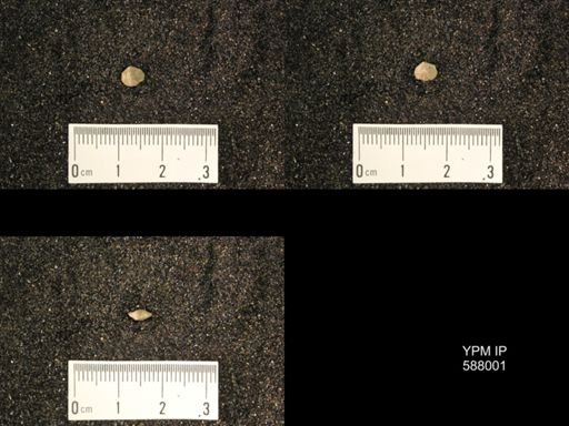 Zygospira modesta