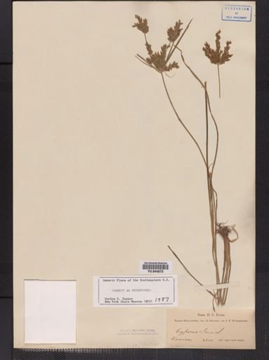 Cyperus iria