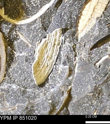 Limopsis striatopunctatus