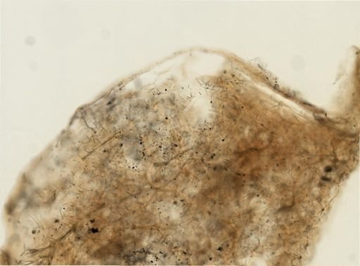 Agelas sp.