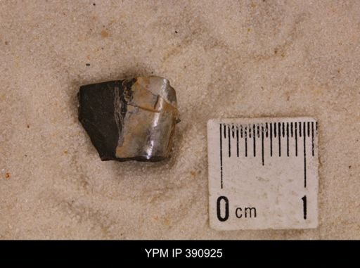 Baculites sp.