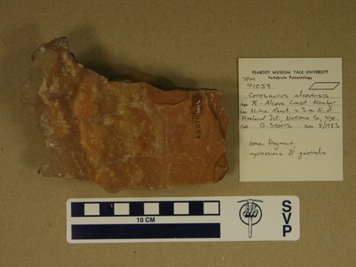 Corosaurus alcovensis