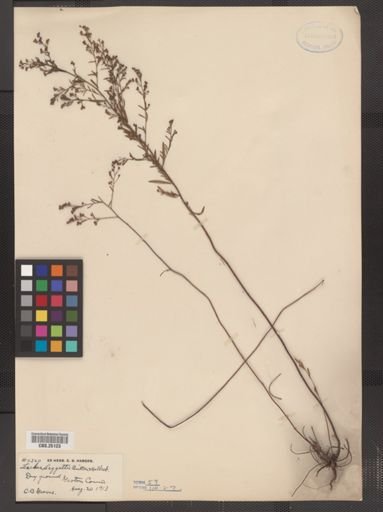 Lechea leggettii