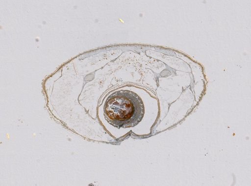 Plotonemertes adhaerens