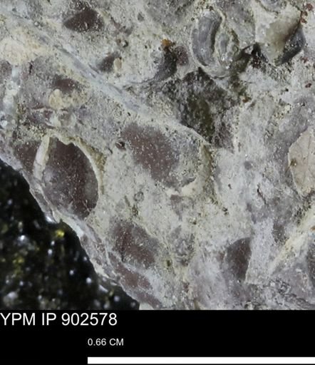 undet. Bivalvia