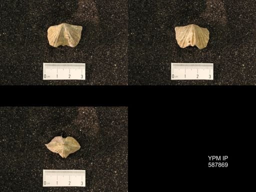 Platystrophia ponderosa