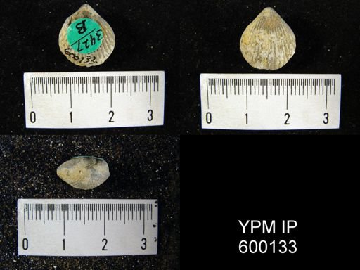 Homoeospira evax