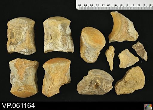 undet. Mosasauridae
