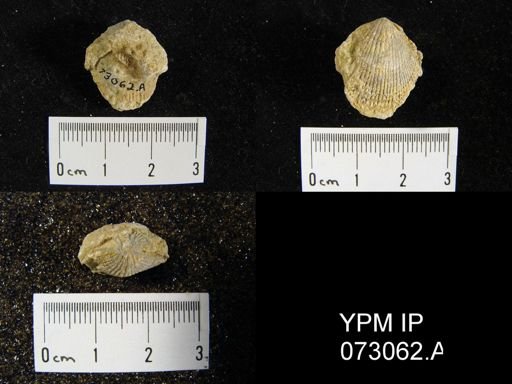 Atrypa tennesseensis