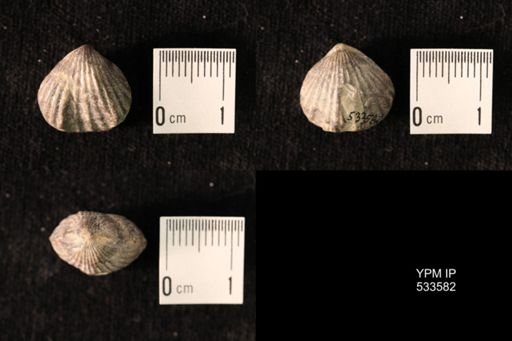 Rhynchotrema janeum