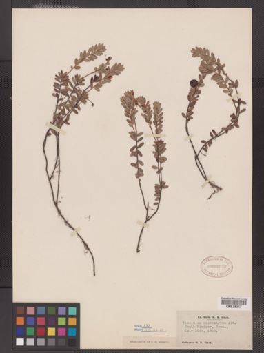 Vaccinium macrocarpon