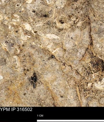 undet. Mollusca