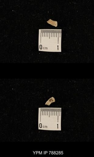 undet. Brachiopoda