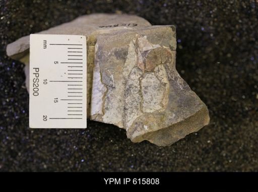 Baculites sp.