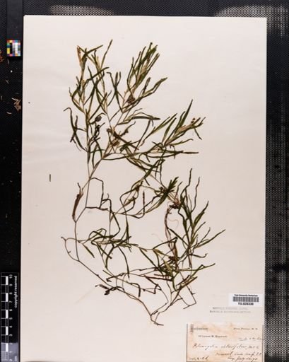 Potamogeton obtusifolius