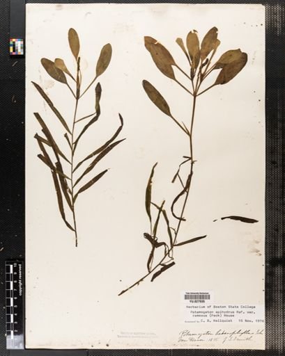 Potamogeton epihydrus