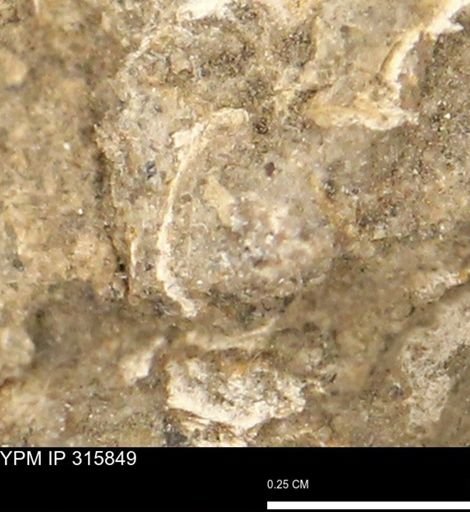 undet. Mollusca
