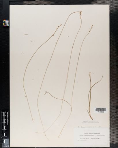 Carex brunnescens