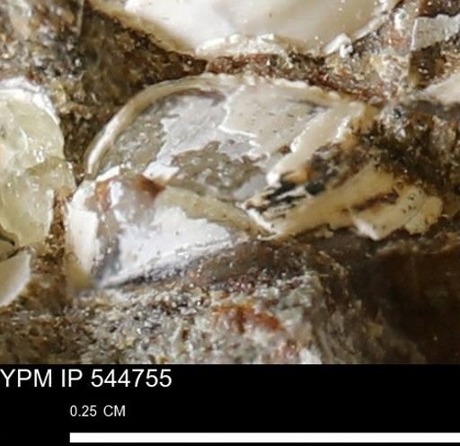 Corbulamella gregaria