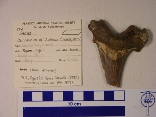 Carcharocles cf. sokolowi