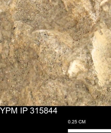 undet. Mollusca